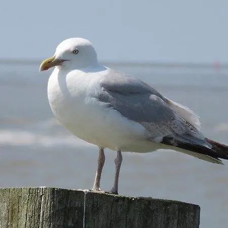 Seaview Apartment 4P - Romantica Al Mare - Oostende Aan Zee - Luxe - Direct Aan Het Strand * 오스텐드